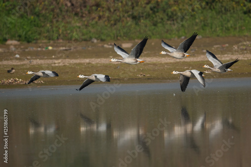 Obraz na płótnie geese in flight w salonie