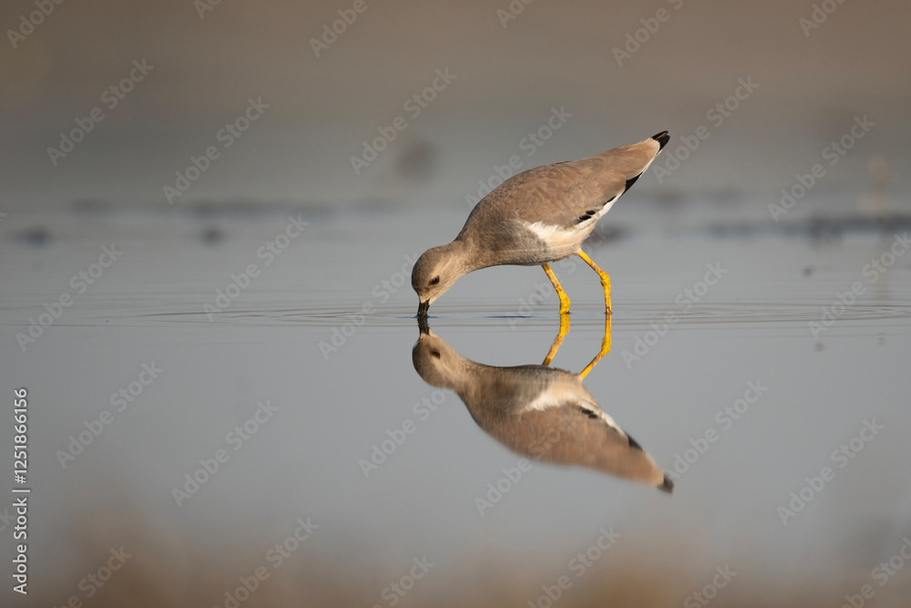 White tailed lapwing feeding in Wetland