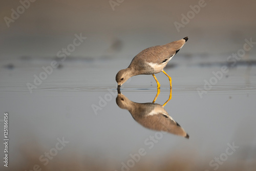 Obraz na płótnie White tailed lapwing feeding in Wetland w salonie