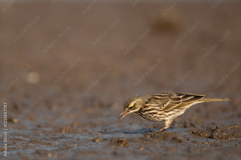 Rosy Pipit: A Migratory Songbird in Wetland Feeding in morning