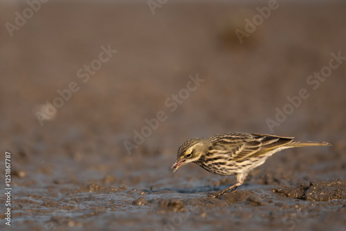 Obraz na płótnie Rosy Pipit: A Migratory Songbird in Wetland Feeding in morning
w salonie