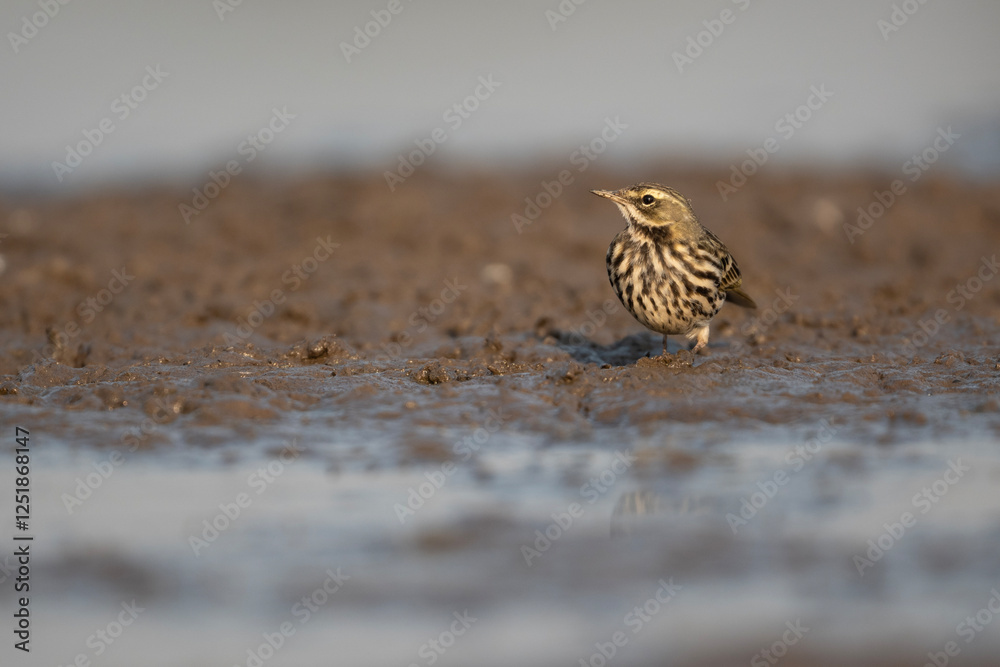 Obraz premium A beautiful Rosy pipit in morning