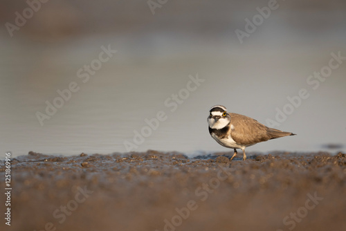 Little Ringed Plover feeding in Muddy area