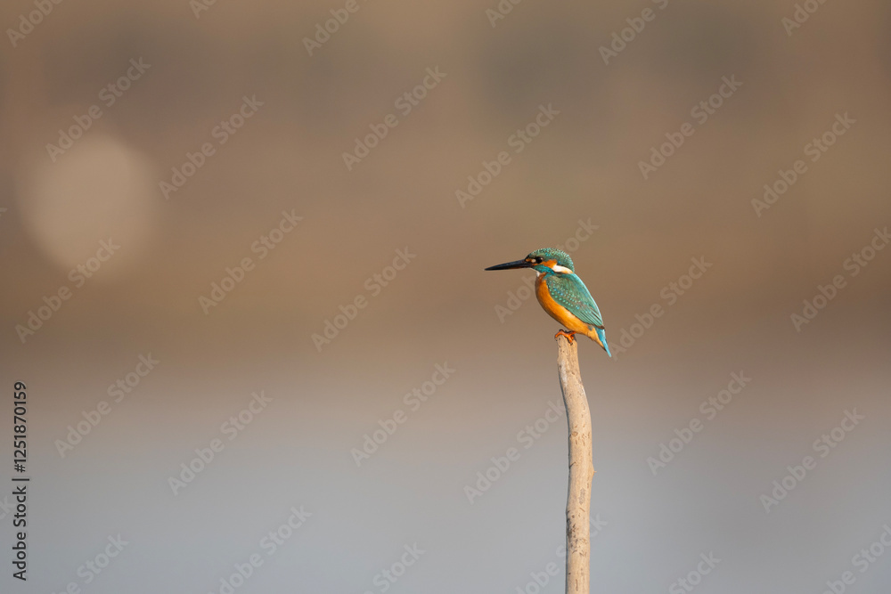 The Common Kingfisher perched on Stick in morning