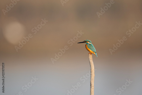 Obraz na płótnie The Common Kingfisher perched on Stick in morning w salonie