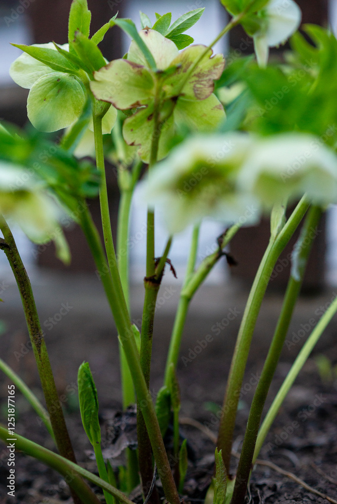 spring flowers grew in the garden spring flowers grew in the garden