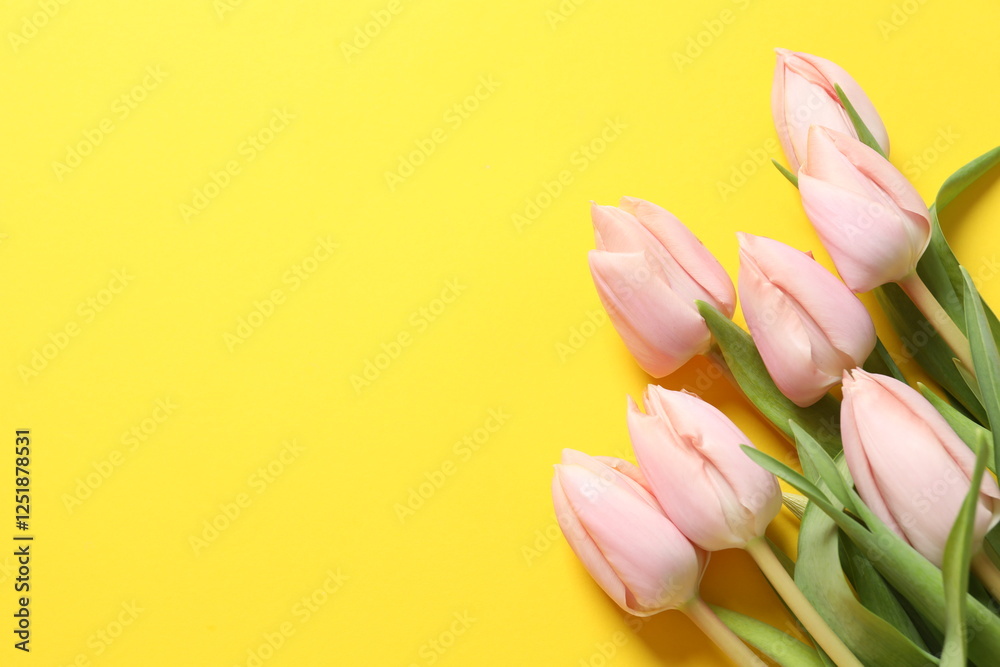 Beautiful fresh tulips on color background Beautiful fresh tulips on color background