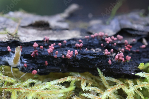 Arcyria denudata, known as Carnival candy slime mold photo