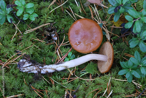 Cortinarius armeniacus, a webcap mushroom from Finland, no common English name photo