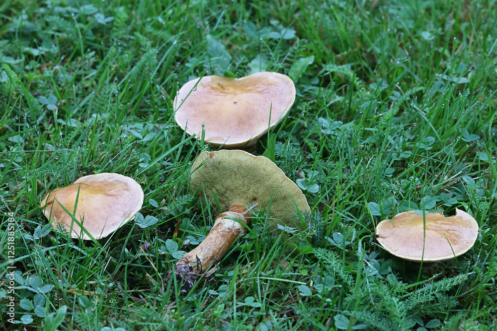 Φωτογραφία Suillus grevillei, commonly known as Greville's bolete and larch bolete, mushroo