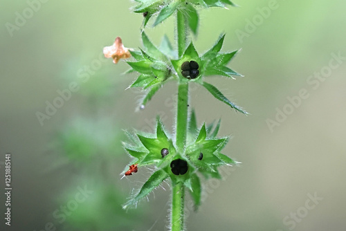 Fotografija Hedge woundwort, Stachys sylvatica, also known as whitespot  or hedge nettle, wi