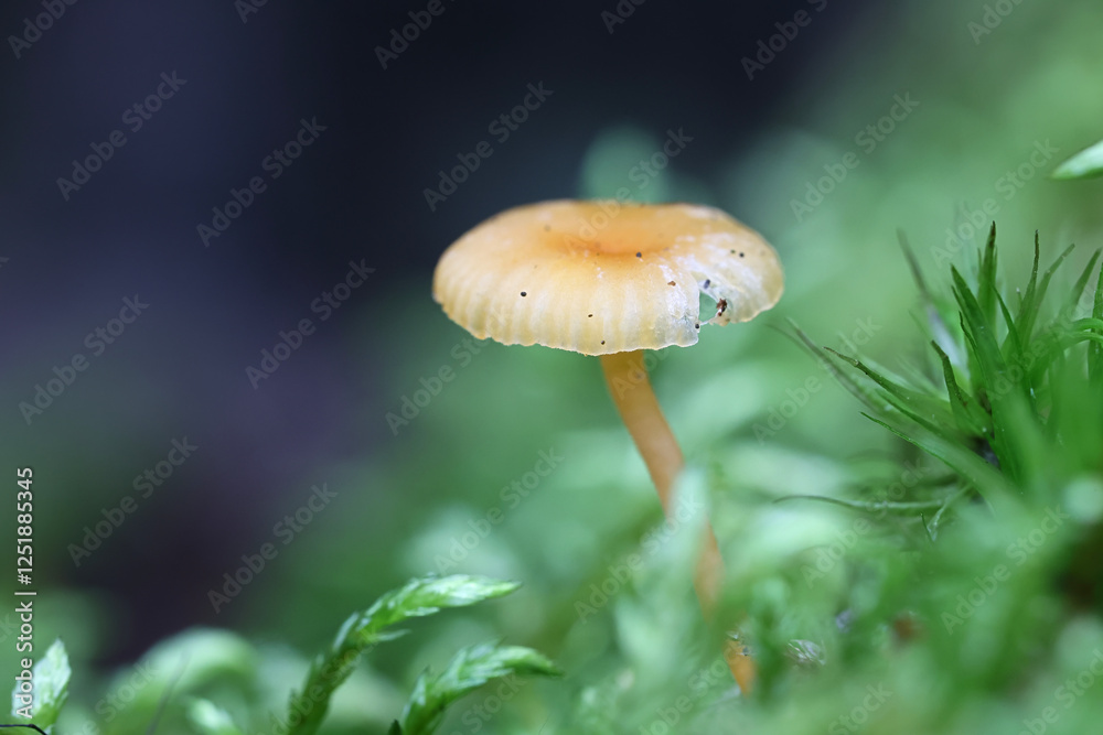 Fototapeta premium Rickenella fibula, also called Omphalina fibula, commonly known as orange mosscap or orange moss agaric, mushroom from Finland
