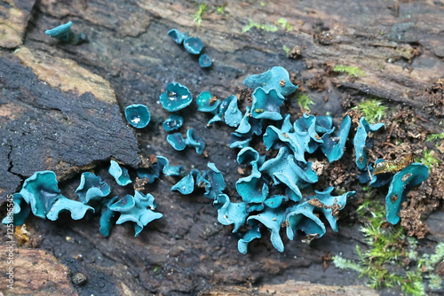 Chlorociboria aeruginascens, commonly known as green elfcup or green wood cup, wild fungus from Finland photo