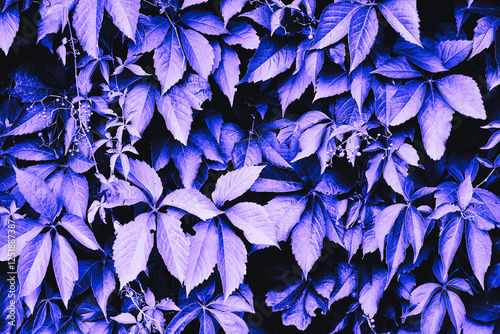 Parthenocissus vitacea thicket creeper plant leaves close up pattern wall background neon amethyst purple color photo