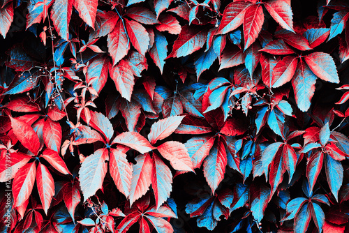 Parthenocissus vitacea thicket creeper plant leaves close up pattern wall background neon blue red filter colors photo