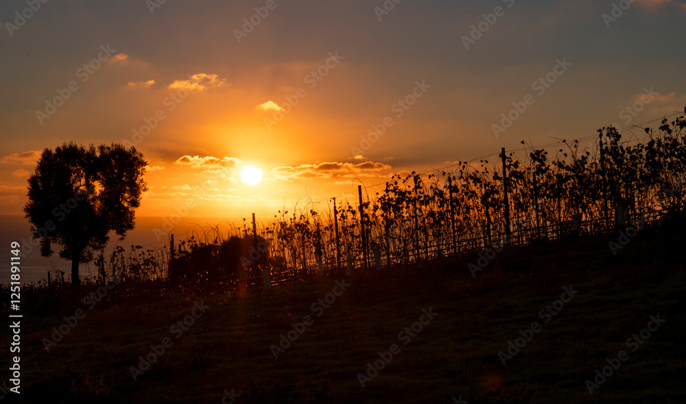 The silhouette and shadow of a baron farm and vineyard reveals the seasonal change with dramatic sky in the background with pink and orange hues with clouds The silhouette and shadow of a baron farm and vineyard reveals the seasonal change with dramatic sky in the background with pink and orange hues with clouds