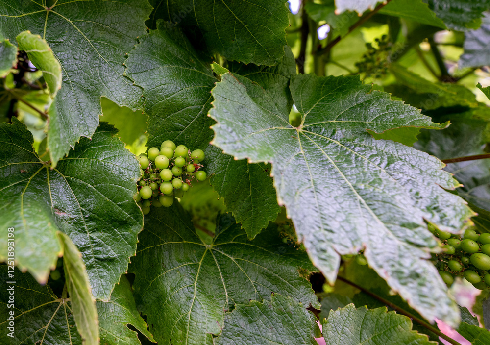 Close-up and macro of green and red grapes at various life stages still on the vine in a farm and vineyard setting