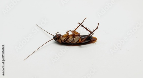 Dead Cockroach on White Background - Close-up of a deceased cockroach lying on its back, showcasing its legs and antennae.  Concepts: death, infestation, pest control, fragility, decay.
