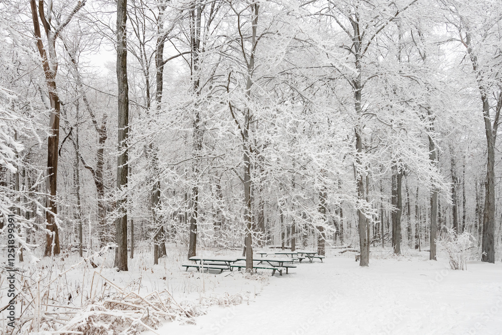 Picnic tables and trees covered in fresth winter snow in a forest