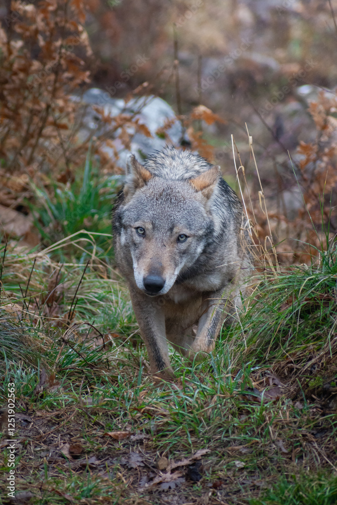 Naklejka premium Lupo