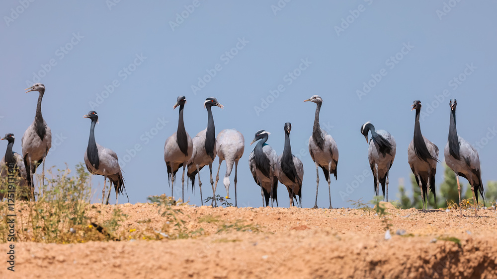 Fototapeta premium Demoiselle crane birds migrate to Rajasthan, India from Mongolia during winter time.