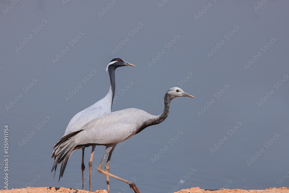 Obraz premium Demoiselle crane birds migrate to Rajasthan, India from Mongolia during winter time.