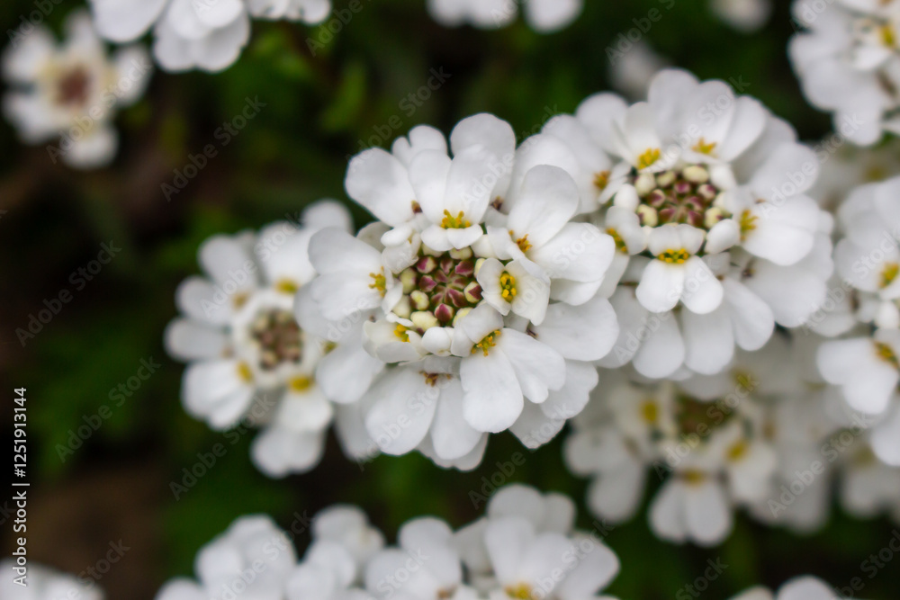 Close-up bunch of small white flowers in bloom. Iberis sempervirens blossom. Evergreen candytuft Close-up bunch of small white flowers in bloom. Iberis sempervirens blossom. Evergreen candytuft