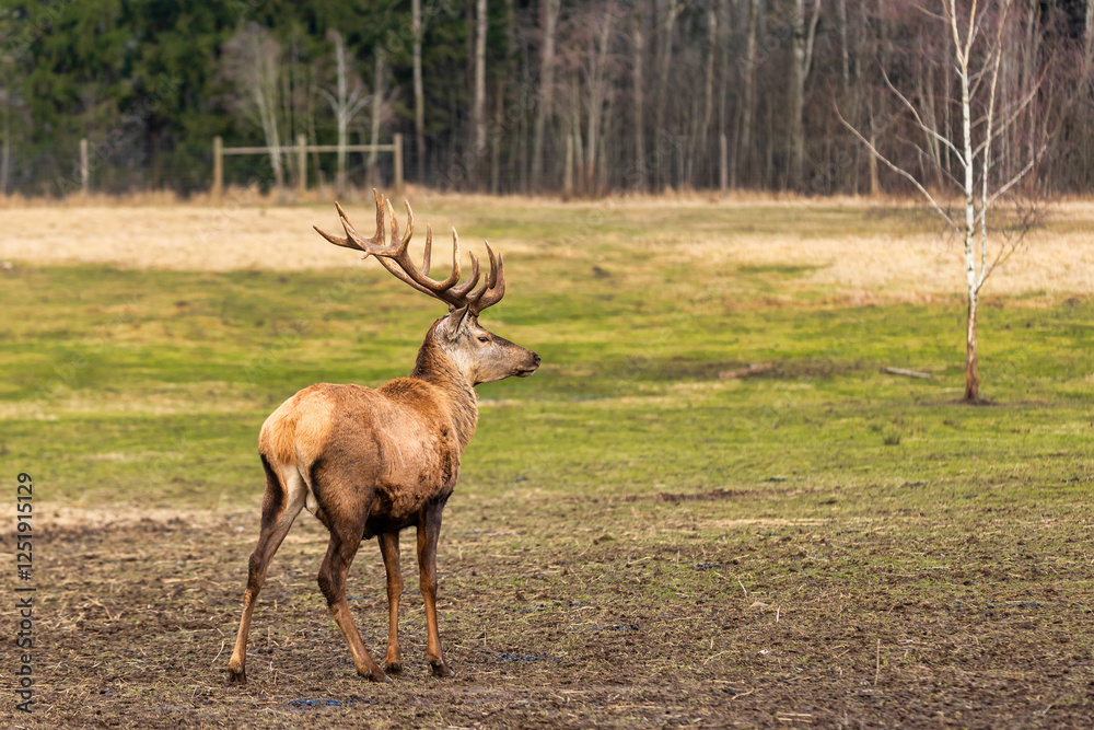 Fototapeta premium A deer with large antlers stands on open ground surrounded by grass and bare soil, with tall leafless trees and a white birch in the background.