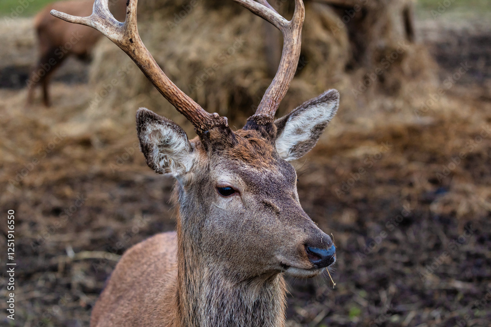 A deer with detailed antlers stands on earthy ground near hay bales. Another deer is partially visible in the blurred background, adding depth. A deer with detailed antlers stands on earthy ground near hay bales. Another deer is partially visible in the blurred background, adding depth.