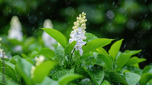 Rain-soaked lilac blossoms in garden, lush green background; nature photography