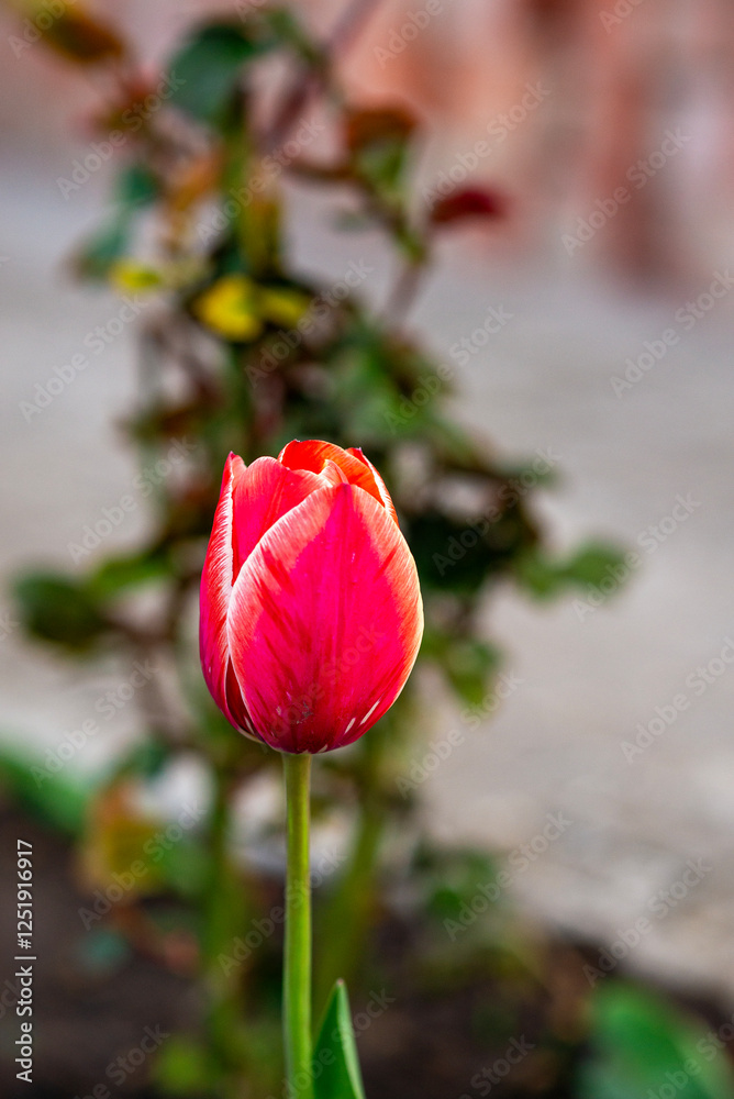 Fototapeta premium Close up of tulip flower growing in garden