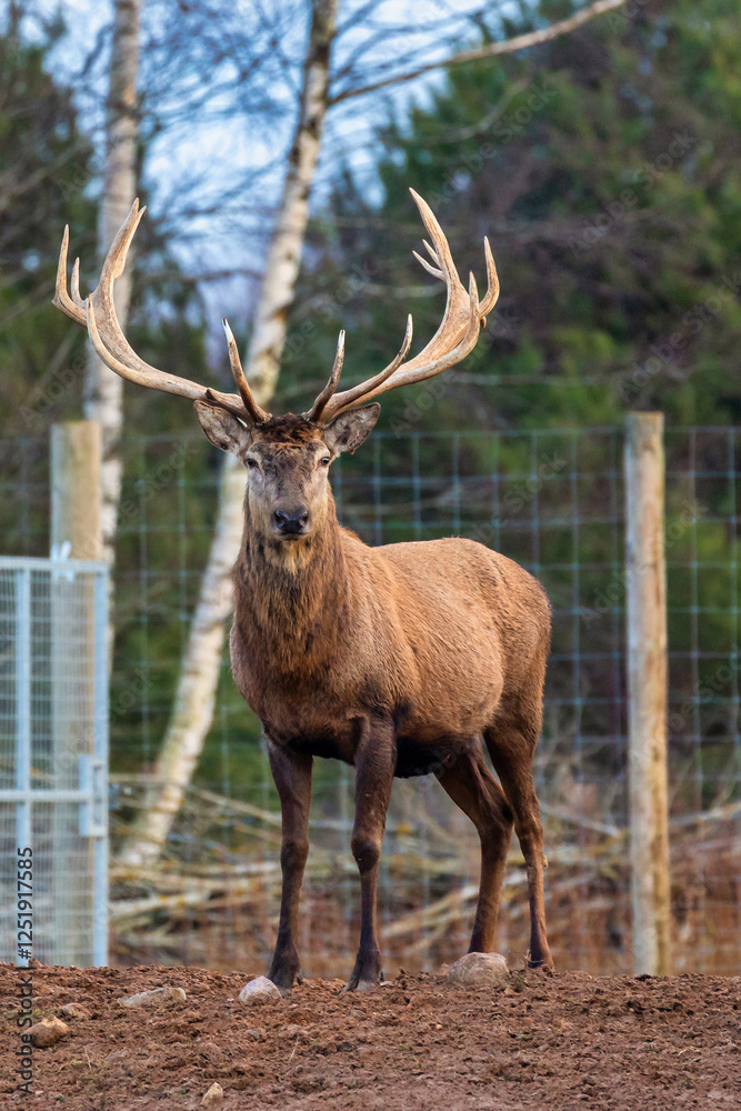 A deer with large antlers stands on bare earth, surrounded by birch trees, evergreen foliage, a wire fence, and a metal gate to the left. A deer with large antlers stands on bare earth, surrounded by birch trees, evergreen foliage, a wire fence, and a metal gate to the left.
