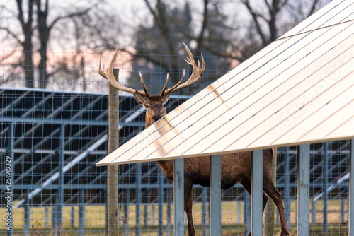 A large deer with antlers stands behind a metal structure, with a fenced enclosure, bleacher seating, and bare trees in the background.