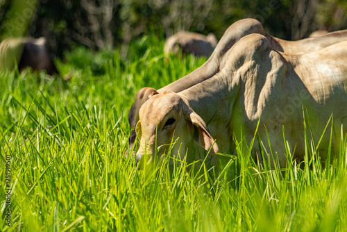 Um rebanho com poucos animais, comendo capim no campo, em um dia claro com céu azul.