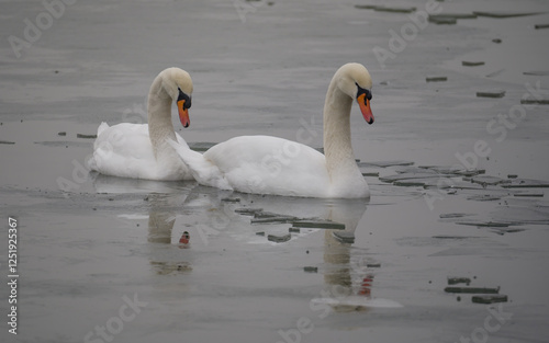 A pair of swans in polynya on the frozen lake photo