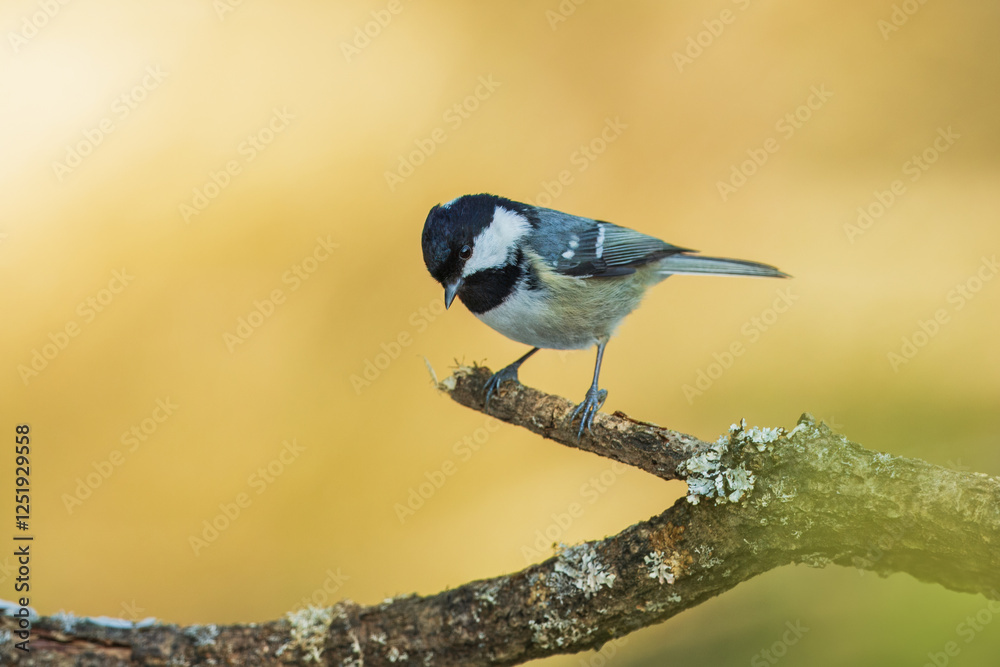 Obraz premium Coal tit (Periparus ater) perched on on a branch, Impressive clean nature background in sunset.