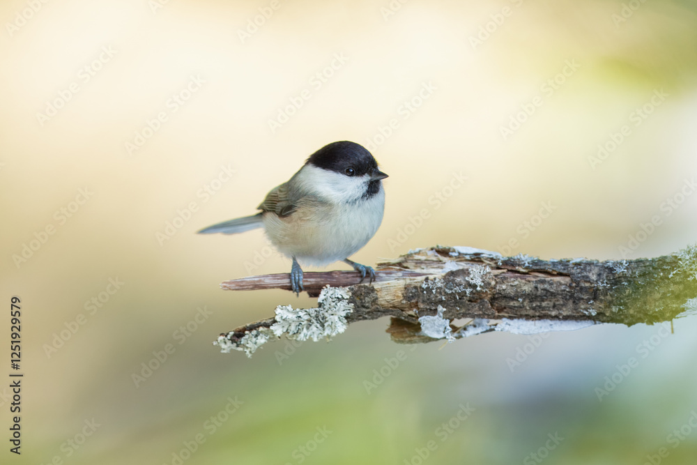 Willow Tit , Poecile montanus or Parus montanus perched on on a branch, Impressive clean nature background in sunset.