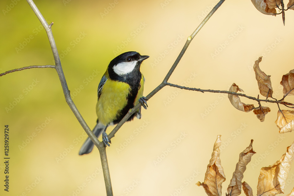 Obraz premium Great tit close up ( Parus major )on a branch, Impressive clean nature background in sunset.