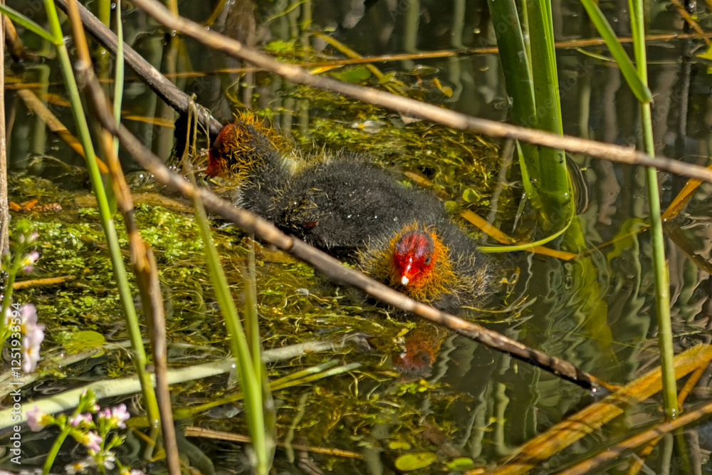 Two coot chicks swimming in the lake in Bourgoyen nature reserve, Ghent, Flanders, Belgium Two coot chicks swimming in the lake in Bourgoyen nature reserve, Ghent, Flanders, Belgium