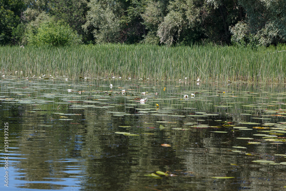 Reeds with water lilies on the lake, overgrown river bank Reeds with water lilies on the lake, overgrown river bank