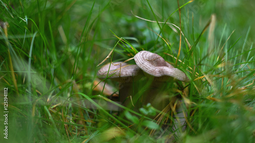Two wild inedible mushrooms grow in green grass, blurred background