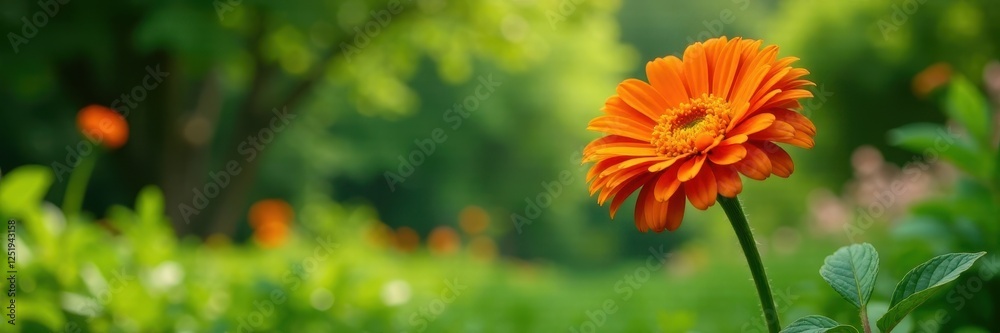 Orange gerbera in a garden with lush greenery, foliage, branches, tree Orange gerbera in a garden with lush greenery, foliage, branches, tree