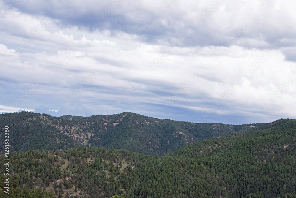 Naklejka premium Colorado pine forest