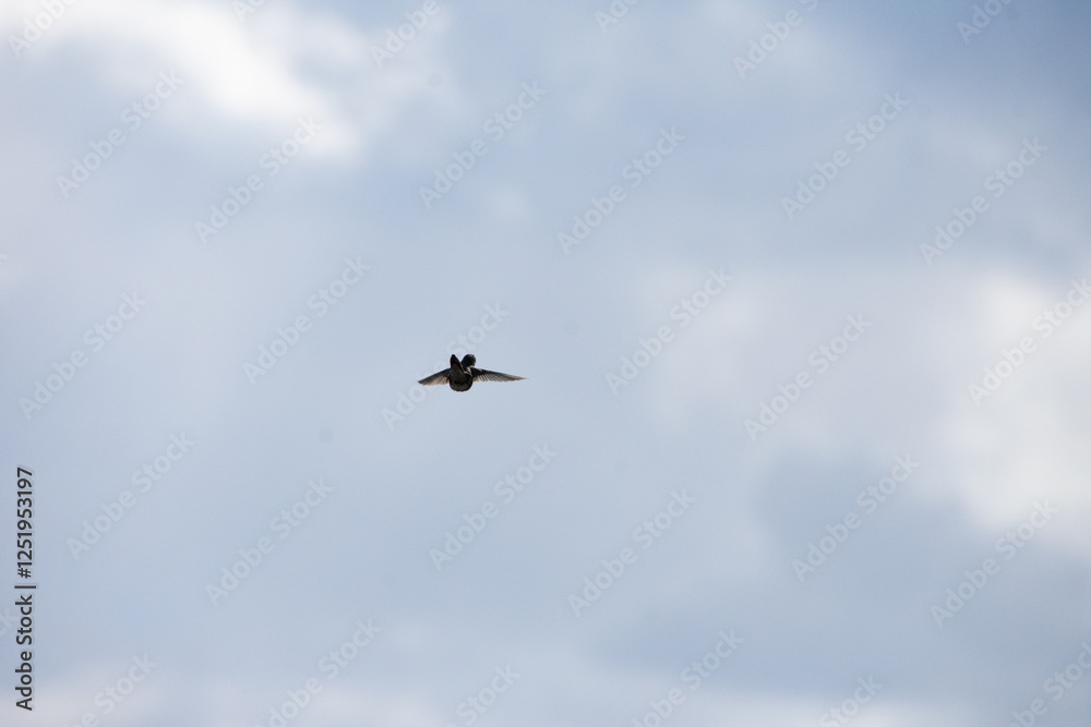 Fototapeta premium Hummingbird dancing in the sky early spring