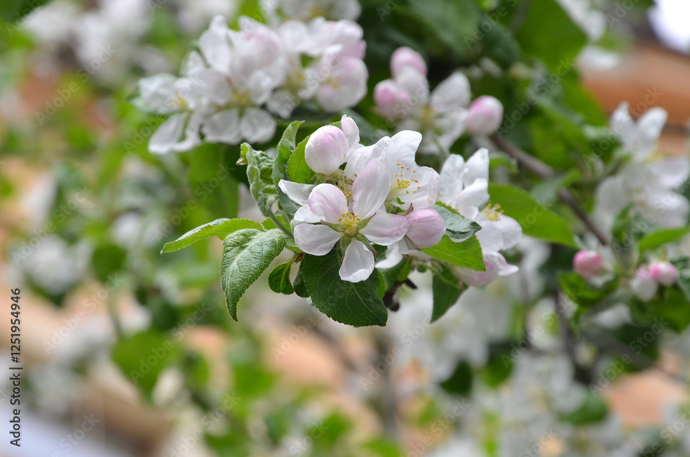 Closeup light pink apple tree blossom in spring garden. Gardening, growing fruit trees concept. Free copy space. Closeup light pink apple tree blossom in spring garden. Gardening, growing fruit trees concept. Free copy space.