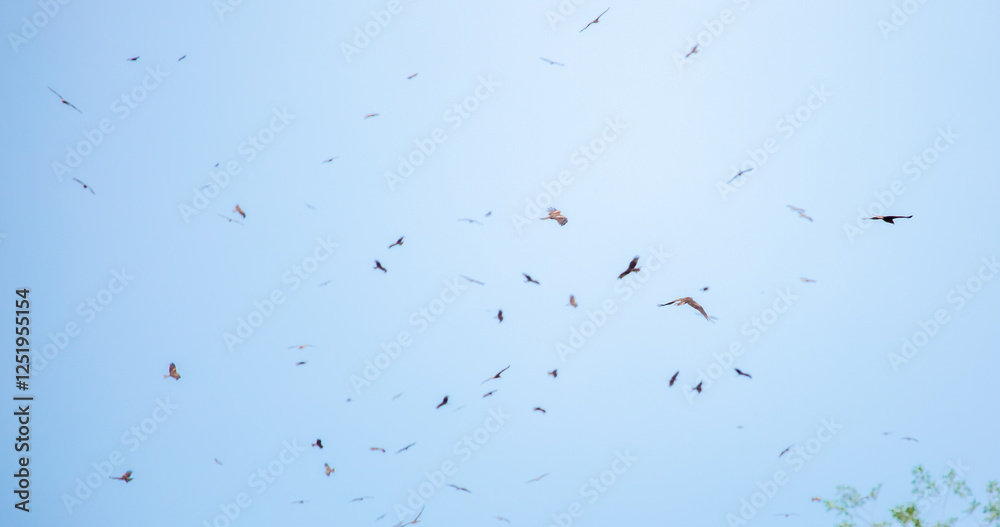 A flock of eagles flies to fnb. Golden eagles in free flight. Wild birds of prey gathered in a flock and fly above the ground. A flock of eagles flies to fnb. Golden eagles in free flight. Wild birds of prey gathered in a flock and fly above the ground.