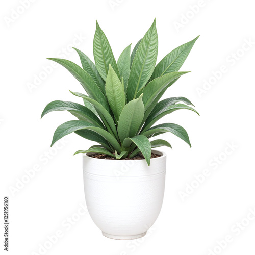 A green potted plant in a white pot against a cutout background. photo