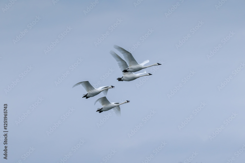 Obraz premium swans on the sky