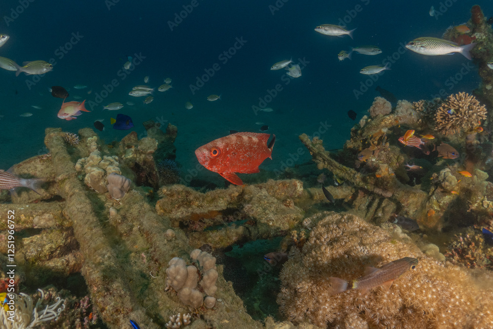 Fototapeta premium Fish swimming in the Red Sea, colorful fish, Eilat Israel