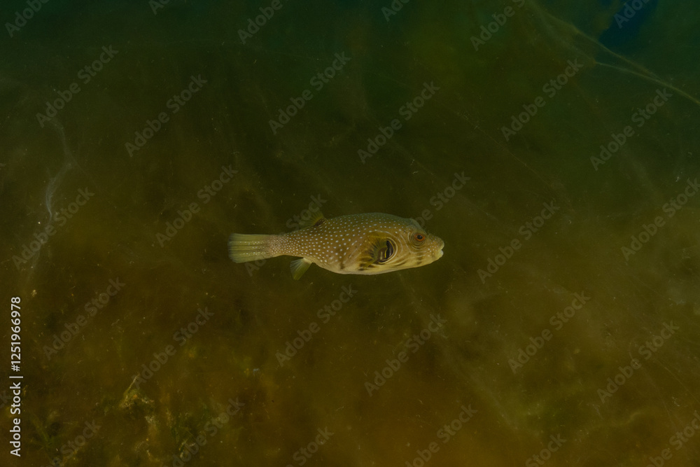 Fish swimming in the Red Sea, colorful fish, Eilat Israel
Fish swimming in the Red Sea, colorful fish, Eilat Israel